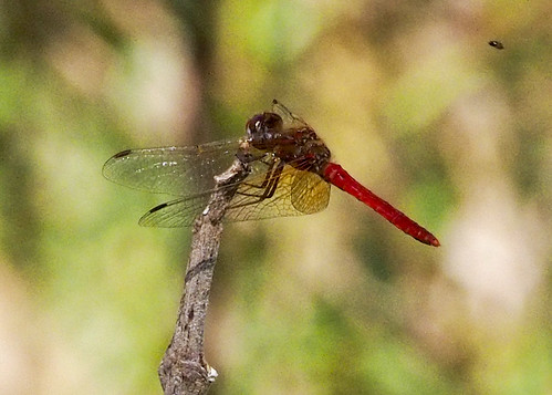 Possible Cardinal Meadowhawk B027410foc2Pr | San Andres Huay… | Flickr