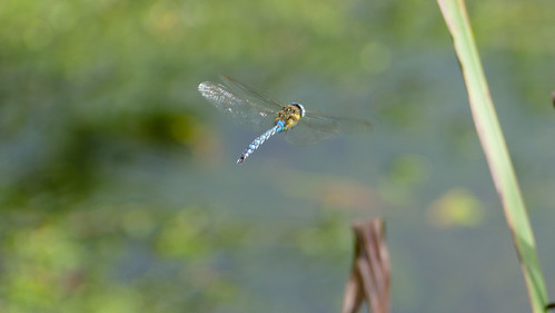 Migrant hawker dragonfly on patrol