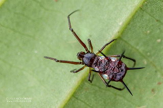 Comb-footed spider (Phoroncidia sp.) - DSC_9769