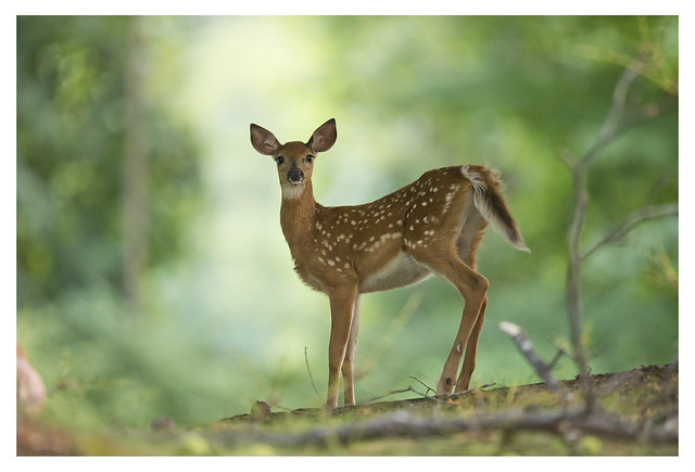 Deer, Nyack, NY