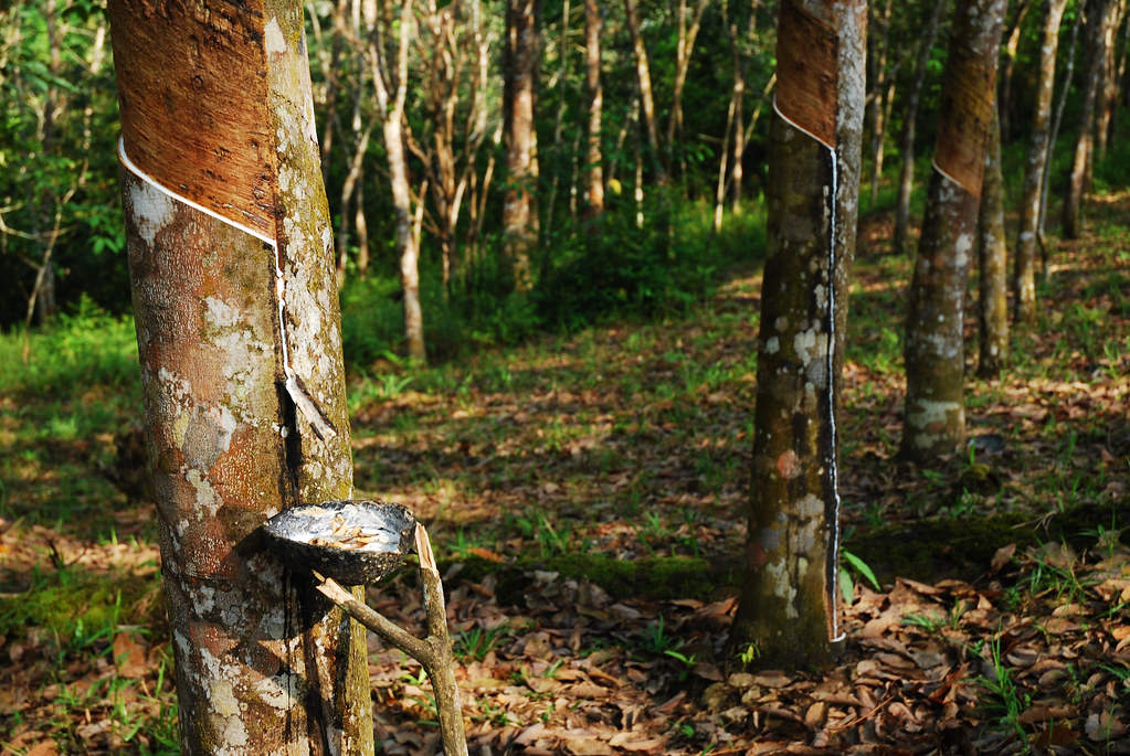 Rubber tree plantation in Indonesia.