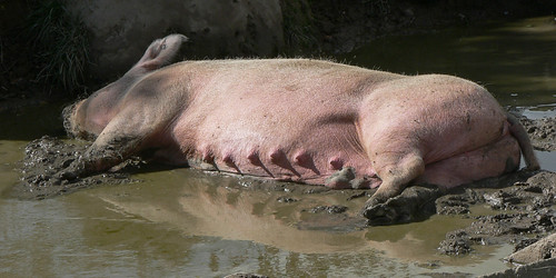 Relaxing ! | by In Memoriam: DP the snapper