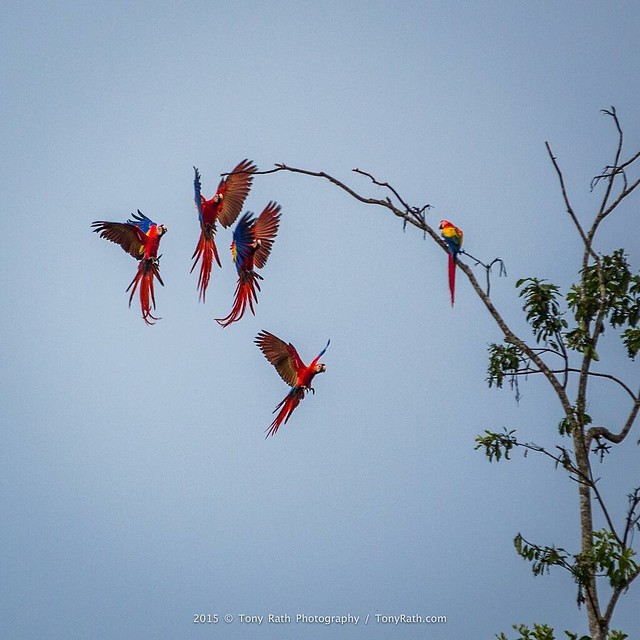Scarlet macaws formation landing. #Belize #ScarletMacaws #birds #Chiquibul #ThisIsYourBelize