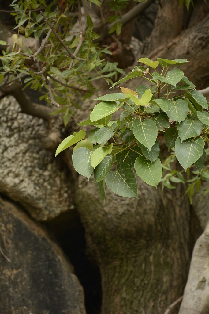 cây Lâm vồ (Ficus rumphii)