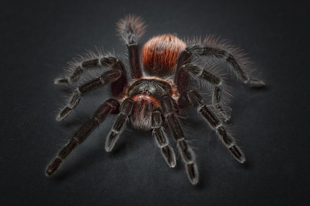 Source: wallboat.com/spider-tarantula/
This is a free image you can use it.More free Images @ wallboat.com All images are Public Domain/Free and you can use any where for any purpose without any permission.Even you can use for commercial purpose.

#animal #wallpaper #freephotos #freeimages #business #education #beauty #fashion #architecture #cars #food #drink #landscapes #nature #people #religion #travel #vacation #science #technology #communication #love #relation #beach