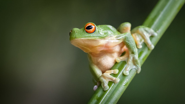 Red-Eyed Grey Tree frog