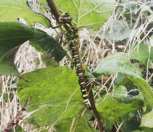look who kept me company, whilst I went on a #forage this afternoon. #magical. the #dragonfly is my favourite of #animals. #nature #naturephotography #natureporn #countrygirl #countryside #countrystyle #greenbelt #greenbeauty#green #Autumn #rain #magicmom