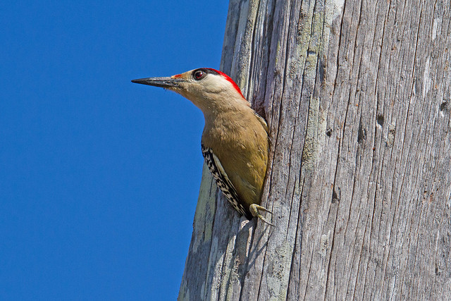 West indian Woodpecker Las Terrazas Cuba