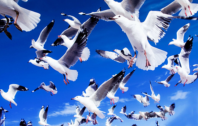 Seagull flock and blue sky