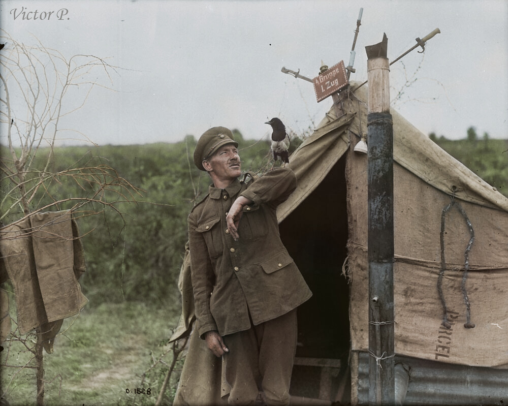 A magpie which has been with a gunner since the Battle of the Somme. July, 1917