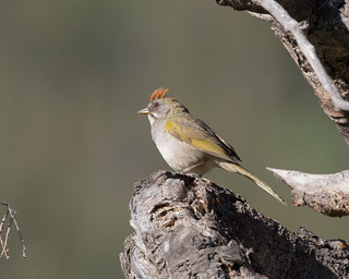 Green-tailed Towhee | by Todd Dixon