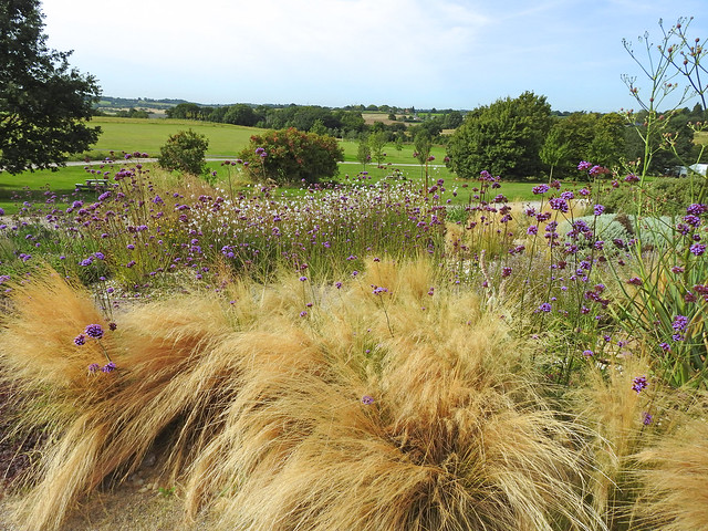 Ornamental grasses in the dry garden, Hyde Hall, Essex