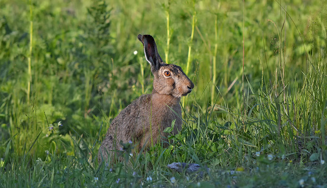 European hare in the grass...
