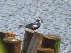 White-winged Tern, Lake Nussmuk, Tioga Co., PA