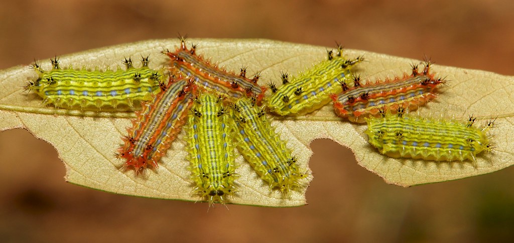 Stinging Nettle Slug Caterpillars (Cup Moths, Parasa sp., Limacodidae) "Triple Streak"