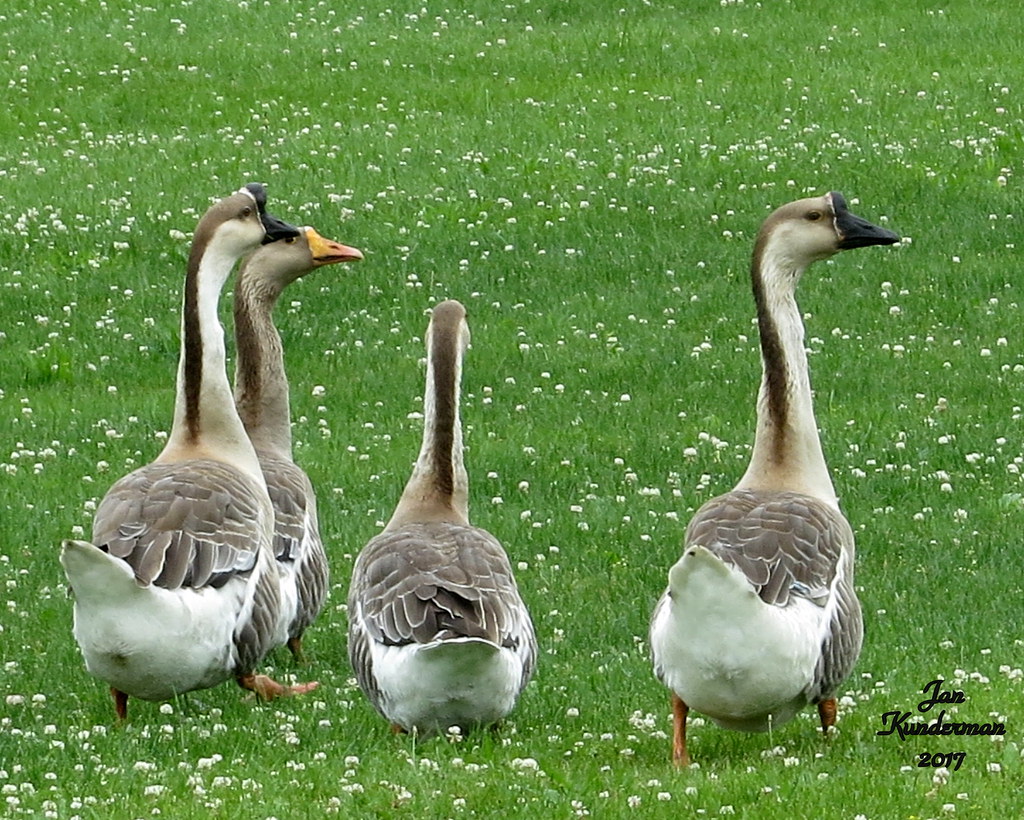 2017 0802 Chinese Geese