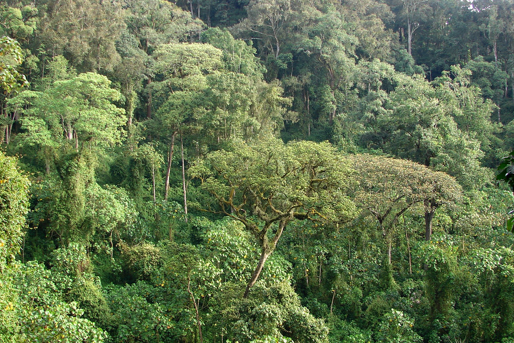 Landscape of rainforest in Uganda.