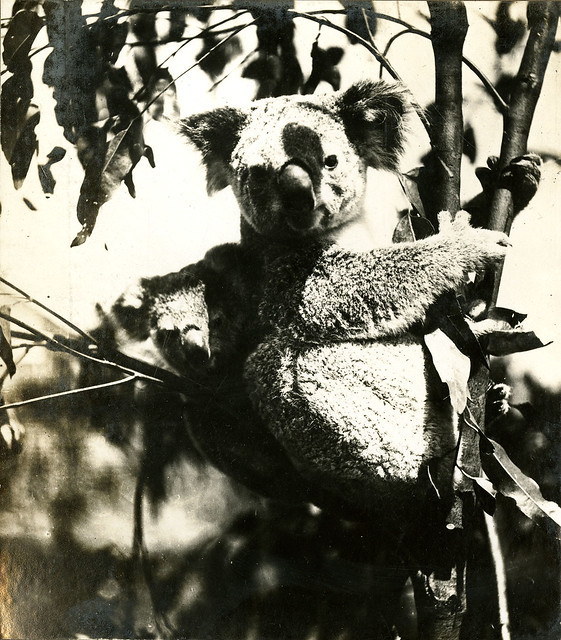 Koalas in a eucalyptus tree, c 1931