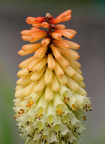 Kniphofia (= Tritoma) - faux Aloe 36359951161_b278dfffac