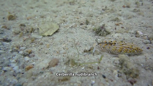 Cerberilla asamusiensis
