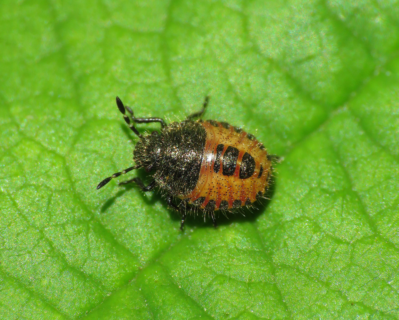 Hairy Shieldbugs - Dolycoris baccarum