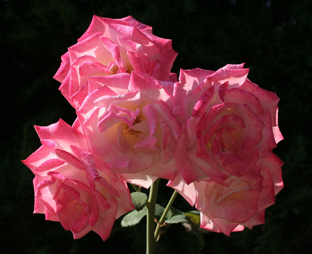 In an Enchanted Rose Garden