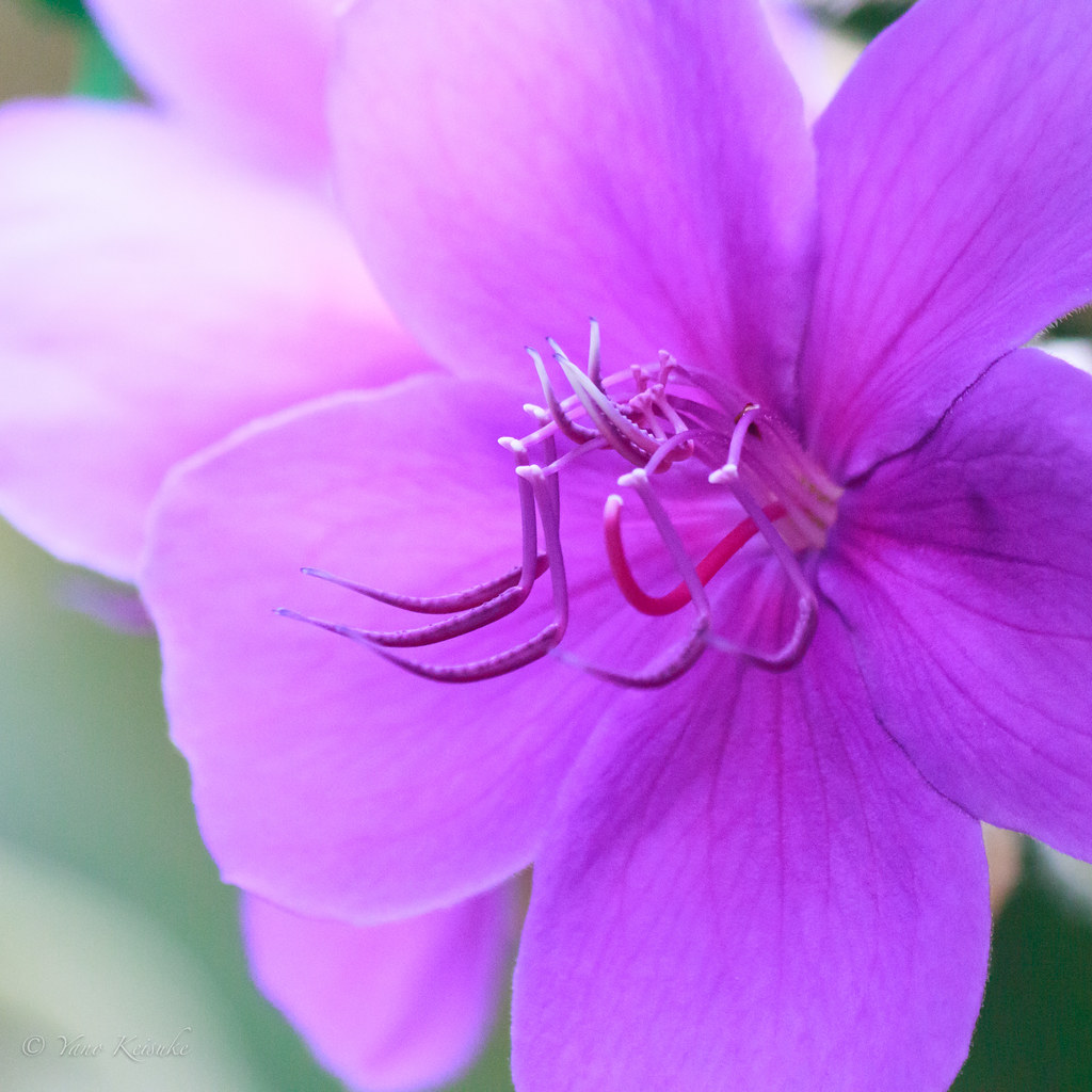 Tropical Flower 熱帯植物 Hakodate Hokkaidō Japan 何という花か分か Flickr
