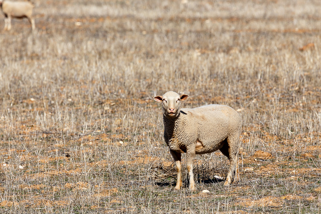 Sheep standing in the field