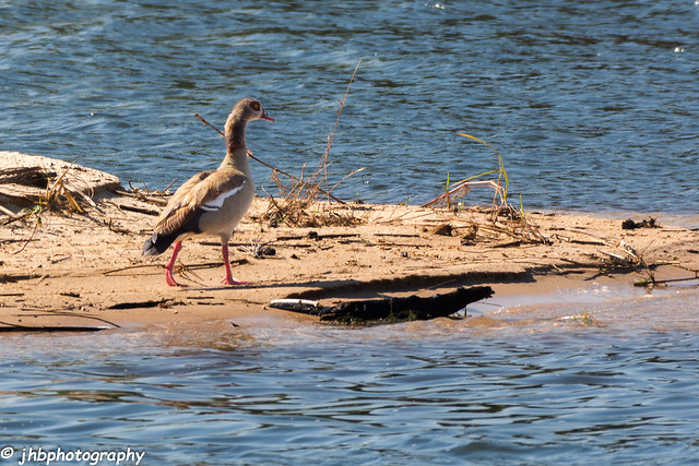 Egyptian Goose - Zambeze River - Matetse Reserve, Zimbabwe, Africa - Summer 2017-129.jpg