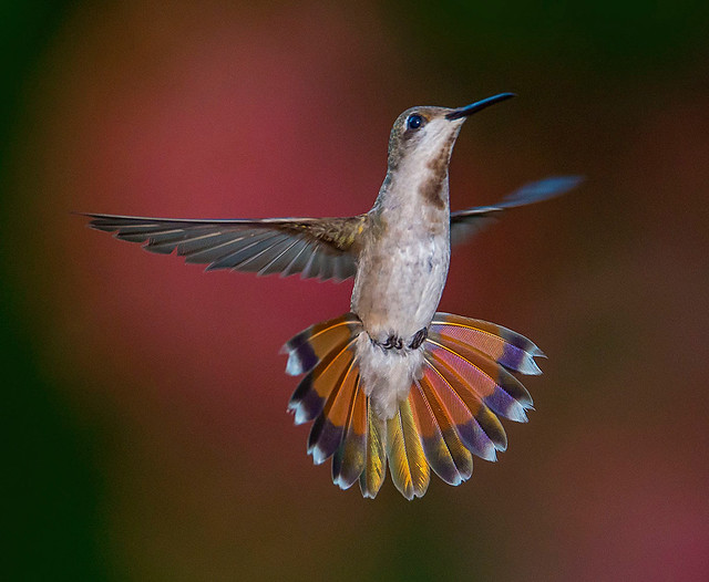 Female Ruby Topaz Hummingbird, Trinidad.