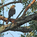 Flickr photo 'Cooper's Hawk (Accipiter cooperii)' by: Mary Keim.