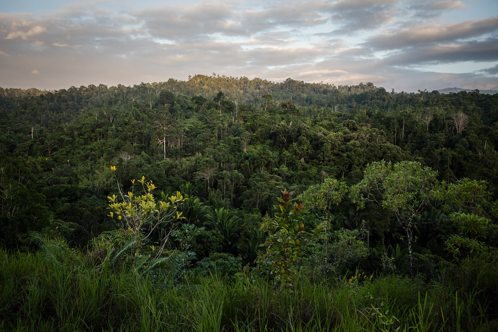 A view of primary rainforest in Honitetu village, West Seram regency, Maluku province, Indonesia on August 22, 2017.