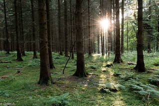 Forest of Dean Sunrise