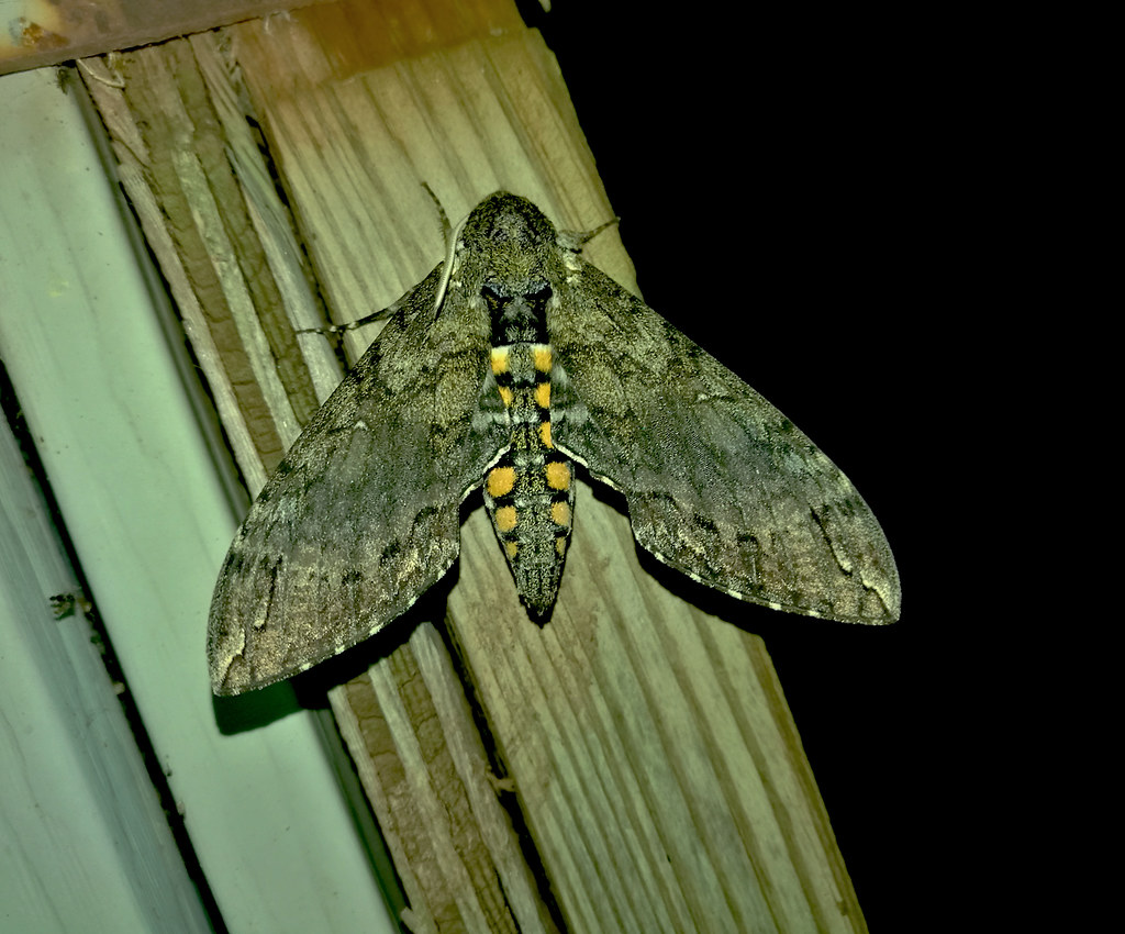 Carolina Sphinx Moth - Hodges#7775 (Manduca sexta) 1