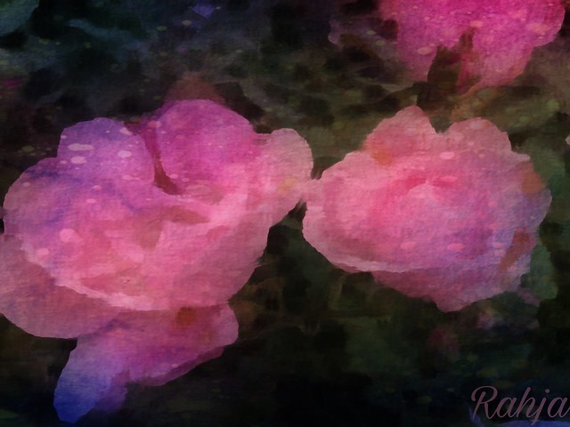 Highlands Pink Roses