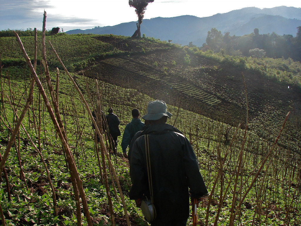 Research team walk through a farm in Uganda.
