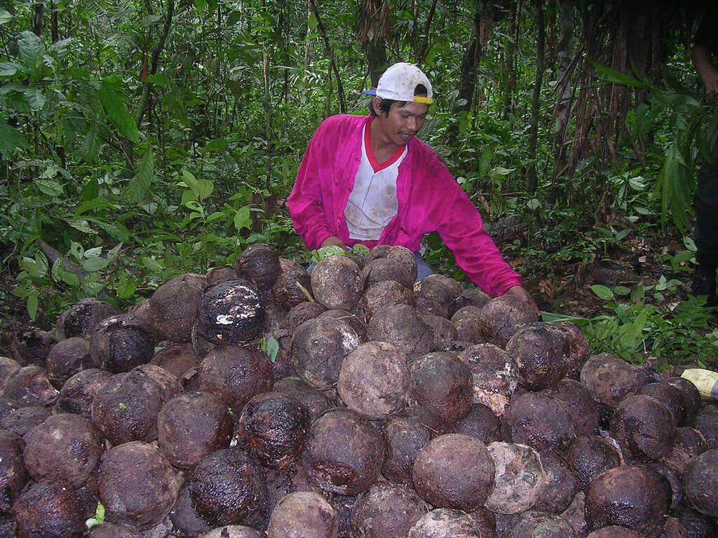 Bolivian man piling fruits from the highly-productive Brazil nut tree.