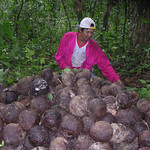 Brazil nut harvesting