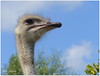 An Ostrich with No Name (Explored) by Nadine V.