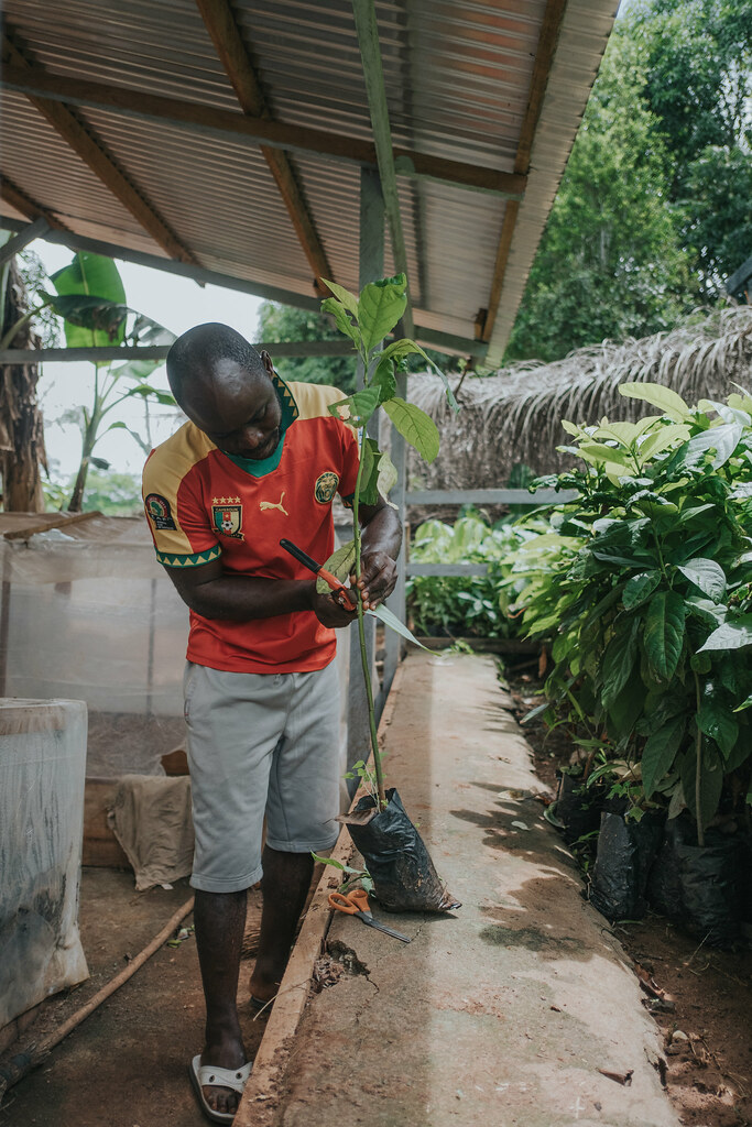 Eric Martial (trained by ITA) works at the nursery that belongs to CacaoPlus in partnership with ITA. The nursery is...