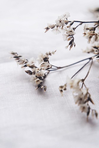 Leaves in snow | by ynottri