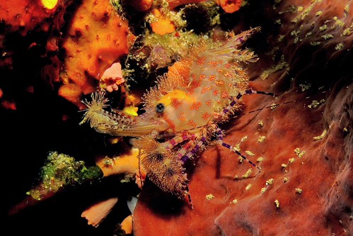 CelebesDivers - underwater 16 (Saron spp)