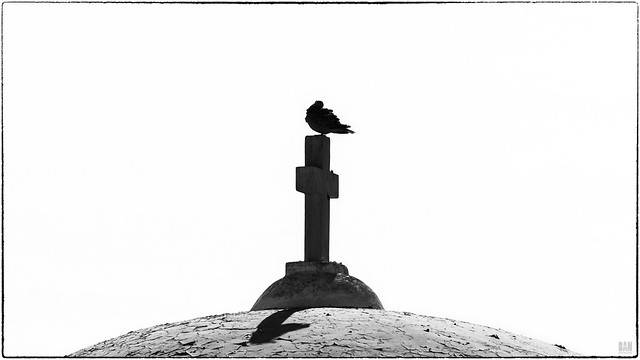 A pigeon in Santorini