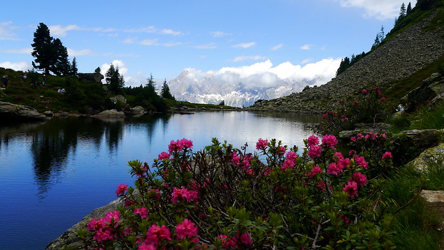 Almrauschblüte am Spiegelsee / Alpine rose blossoms at alpine lake Spiegelsee