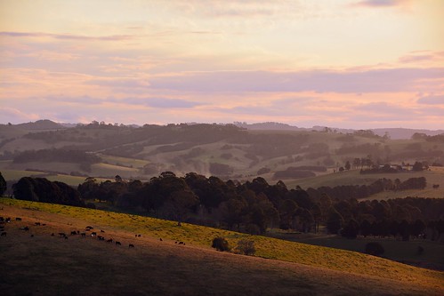 dorrigo dorrigosteamrailway scenery australia nsw cattle guyfawkesriver pointlookout cathedralrock sunset ocean mountains hills landscape loxpix loxworx loxwerx l0xpix