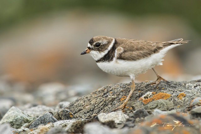 Semipalmated Plover 7