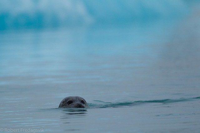 Steinkobbe - Harbour seal - Jökulsárlón, Island