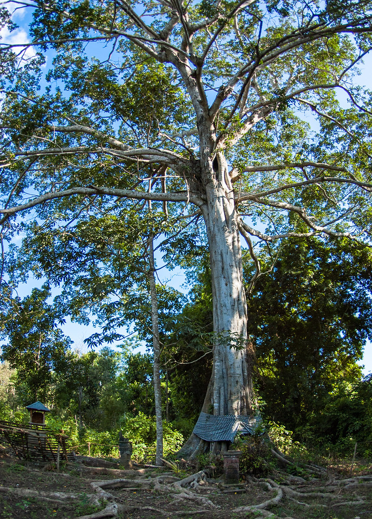 A large tree considered sacred by the community standing in a villager's field