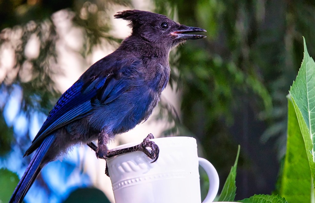 Spot of Tea! | Here's our buddy the juvenile Stellar's Jay (… | Flickr