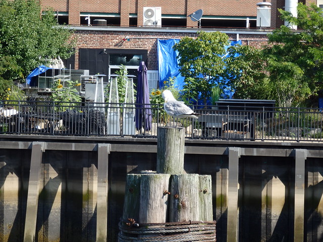 Seagull on a piling in the South River